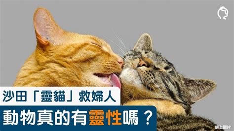 動物有靈性嗎